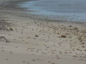 Bahia beach trek crabs